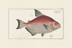 BLOCH FISH 383