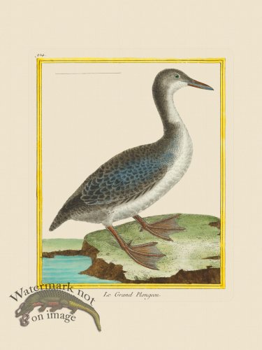 (image for) Martinet Bird 914