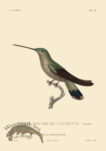 (image for) Humming Bird 08