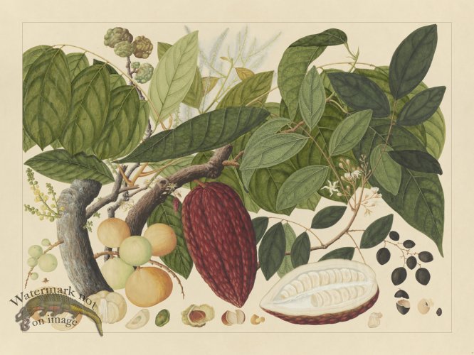 (image for) Andalas Botanicals 07