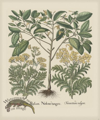 (image for) Besler 208 Colored B2