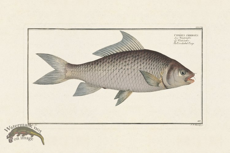 (image for) BLOCH FISH 411