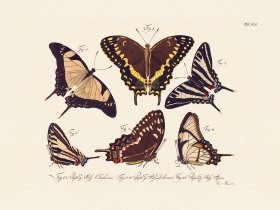 Jablonsky Butterfly 042