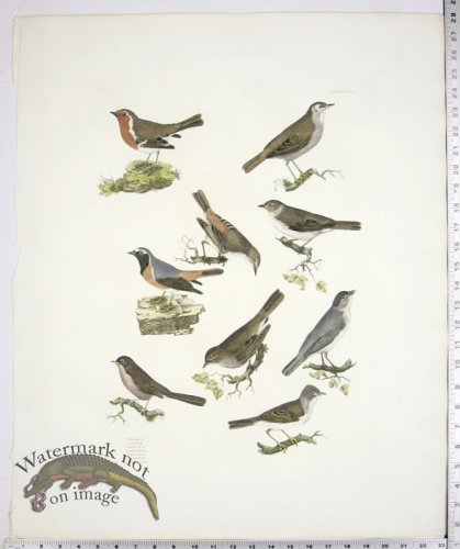 (image for) Nightingale; Redbreast; Redstarts; Pettychaps; Black Caps; Warbl