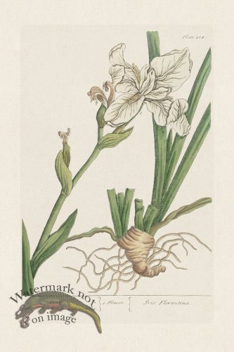 (image for) BEE 414 Orris