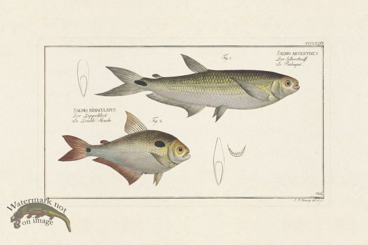 (image for) BLOCH FISH 382