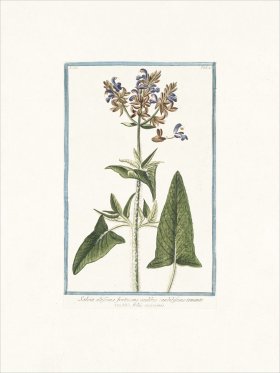 Bonelli 225 Tallest Sage