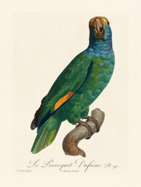 Barraband Parrot 091