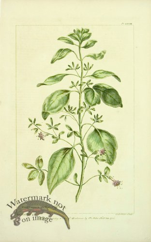 (image for) Philip Miller 088