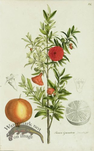 (image for) 1828_Gmp 035