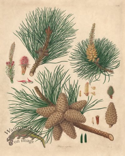 (image for) Lambert Pine 18