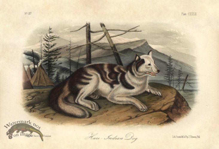 (image for) Hare Indian Dog