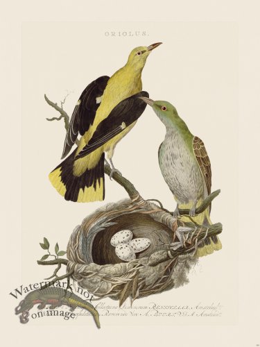 (image for) Nozeman Bird 145