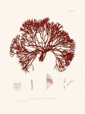 Bradbury Seaweed 082