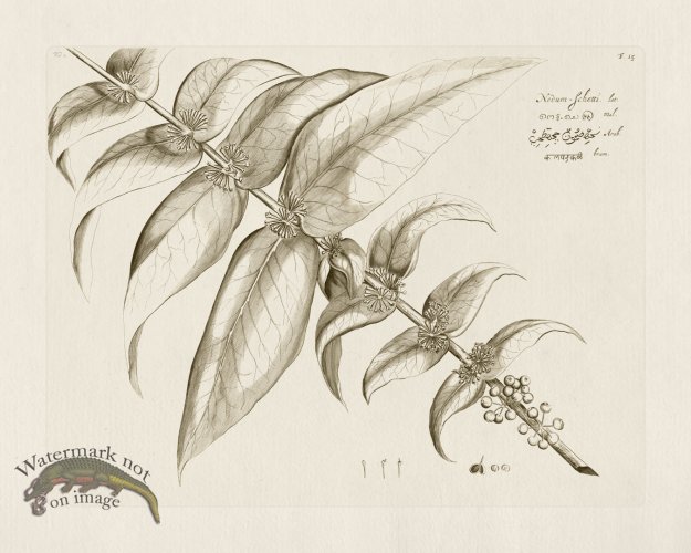 (image for) HORTUS VOL 02 15