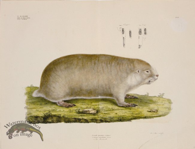 (image for) Goldfuss Mole Rat