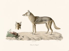 Cuvier 176 Jackal of Jenegal