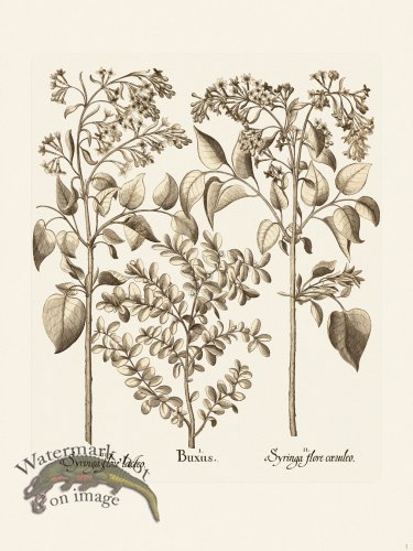 (image for) Besler 001 B1