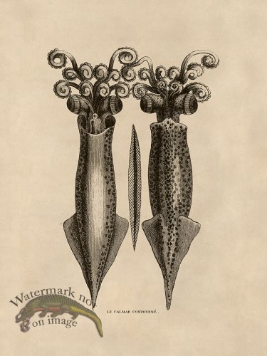 (image for) Octopus Tan 41