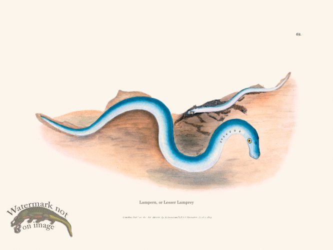 (image for) 069 Lampern, or Lesser Lamprey