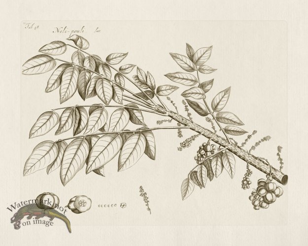 (image for) HORTUS VOl 03 48