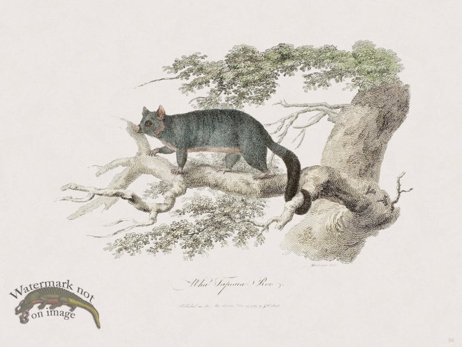 (image for) 56 New Holland Caffowary