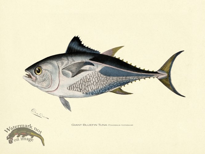 (image for) Giant Bluefin Tuna