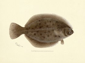 Flat Fish