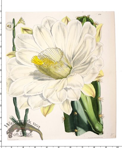 (image for) Curtis Botanical 065