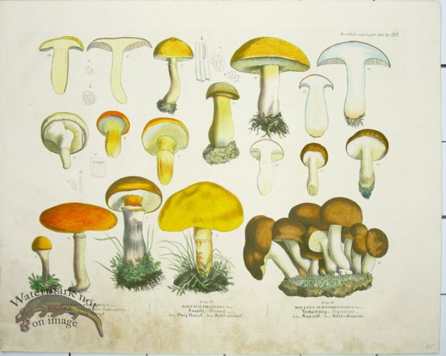 (image for) Mushroom Atlas 41