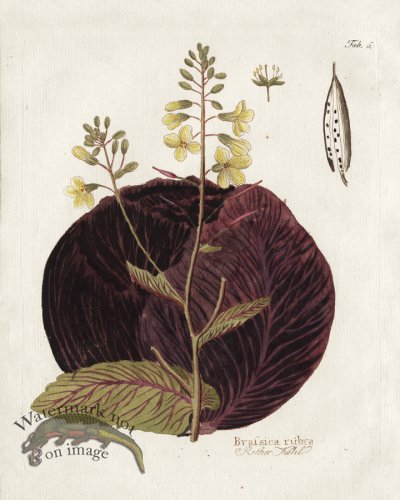 Red Cabbage