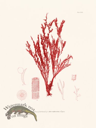 (image for) Bradbury Seaweed 022