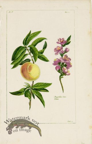 (image for) Buchoz Bot 25