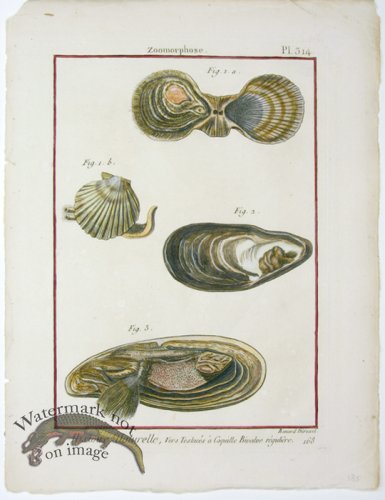 (image for) Diderot Shell 26