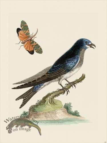 (image for) Edwards 120 Grt American Martin