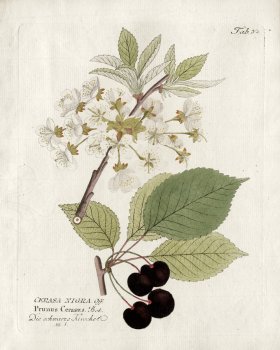 Sour Cherry