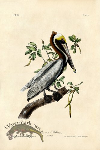 (image for) Brown Pelican