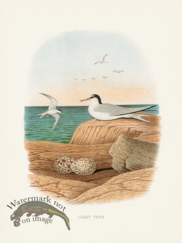 (image for) Thomas Gentry Bird 42