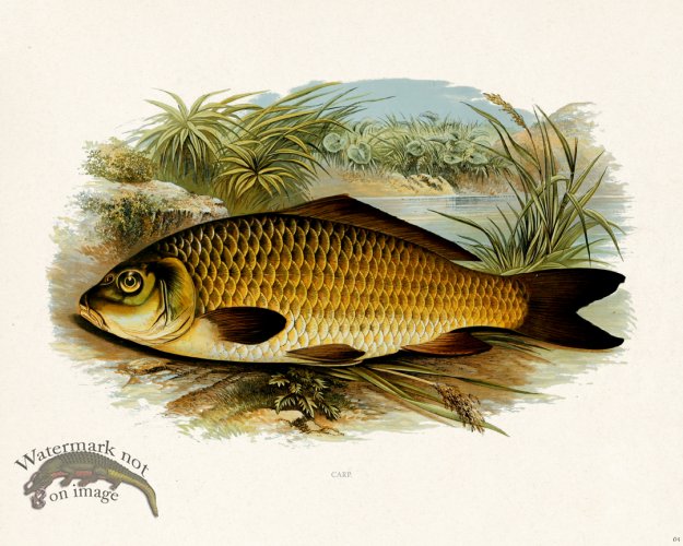 (image for) British FW 04