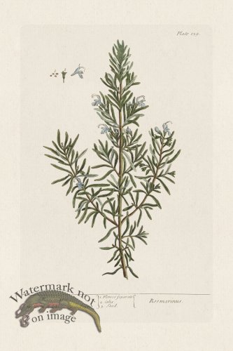 (image for) BEE 159 Rosemary