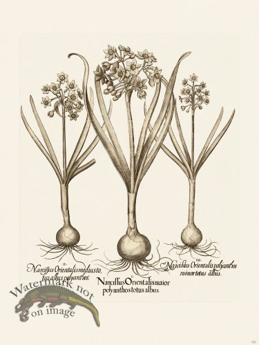 (image for) Besler 060 B1