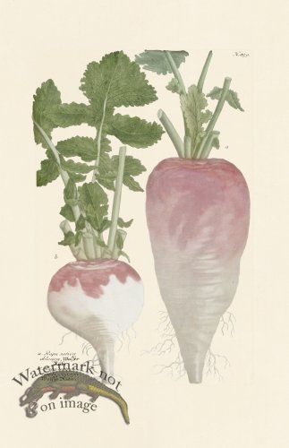 (image for) Weinmann PL 859