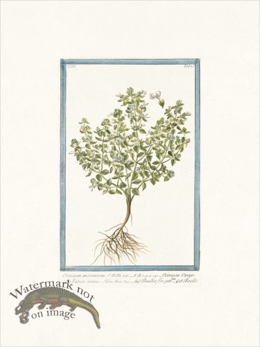 (image for) Bonelli 285 Basil bush