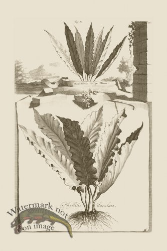 (image for) Abraham Munting 081