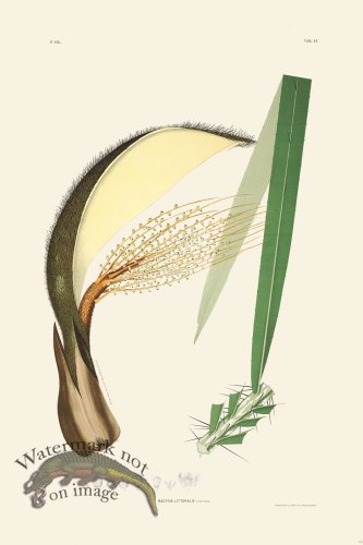 (image for) Rodrigues Palm Front 051