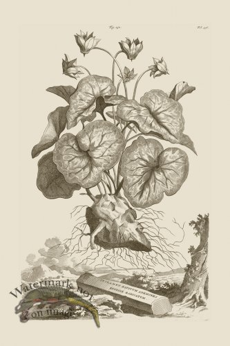 (image for) Abraham Munting 150