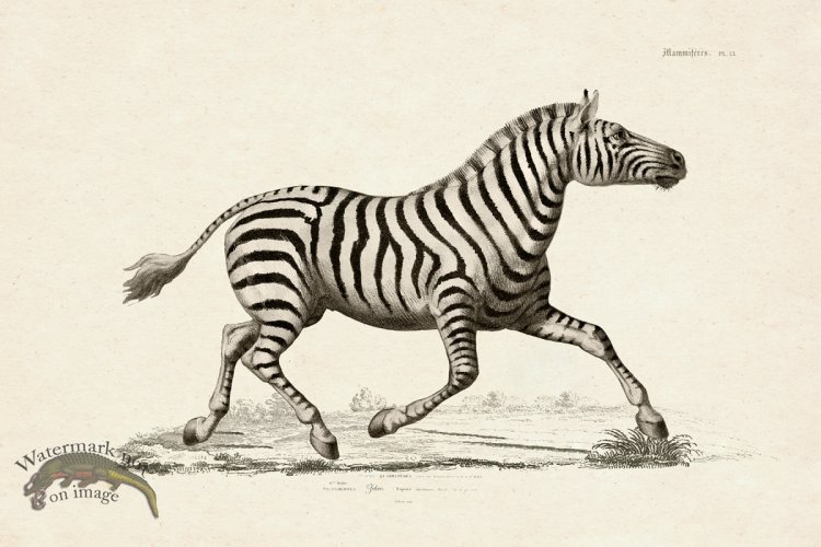 (image for) FNH 13 Zebra