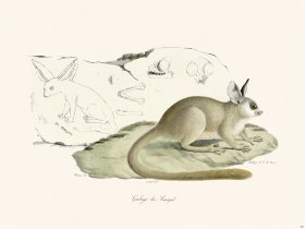 Cuvier 287 Galago Of Senegal