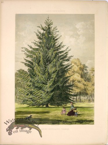 (image for) Lawson Tree 13