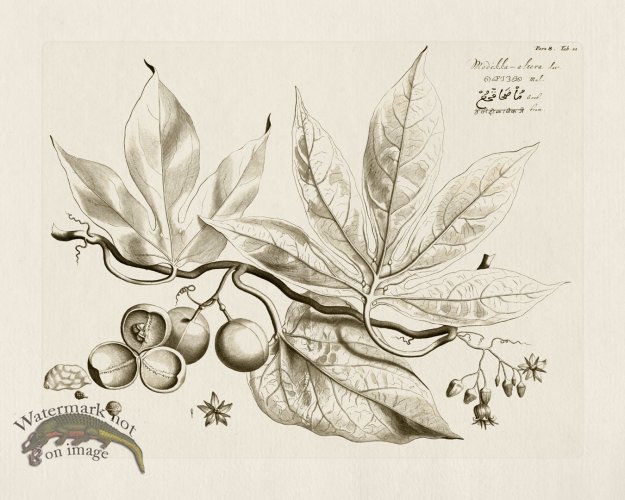 (image for) HORTUS VOl 08 21